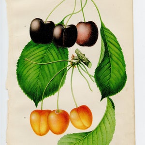 Puede incluir: Una ilustración vintage de dos tipos de cerezas. La fila superior muestra tres cerezas de color rojo oscuro con tallos y hojas verdes. La fila inferior muestra tres cerezas amarillas con tallos y hojas verdes. El texto "CHERRIES # BING & NAPOLEON" está impreso debajo de la imagen.