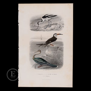 Peut inclure: Une illustration vintage de trois oiseaux. L'oiseau du haut est noir et blanc avec un long bec fin. L'oiseau du milieu est noir avec un long bec fin et une bande blanche sur la tête. L'oiseau du bas est vert et noir avec un long cou fin. Les oiseaux sont tous perchés sur des rochers.