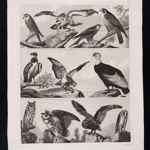 1849 GOSHAWK, VULTURE and OWLS – Antique Engraving – Original German Encyclopedia Print, Marine Life, Victorian Decor - Scarce!