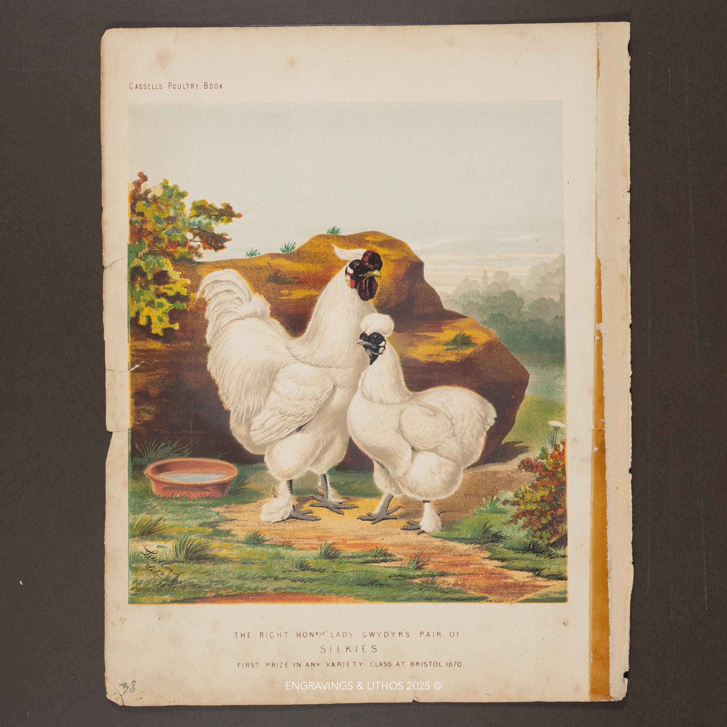 SILKIE CHICKENS - Cassell's Poultry Book - Rare Original Chromolithograph from "The Illustrated Book of Poultry" 1873