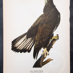 1937 - Bald Eagle and Brown-Headed Nuthatch – Vintage Audubon Bird Print
