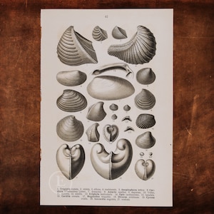 uralte Fossilien: Muscheln und Schalentiere - Trigonia, Anoplophora, Astarte, Eryphila, Opis, Iocardia - Original Lithographie von Fossilien um 1910