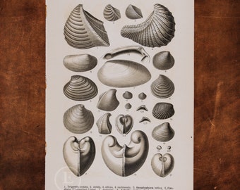 ANCIENT FOSSILS: Mollusks and Shellfish - Trigonia, Anoplophora, Astarte, Eryphila, Opis, Iocardia - Original Lithography of Fossils ca 1910