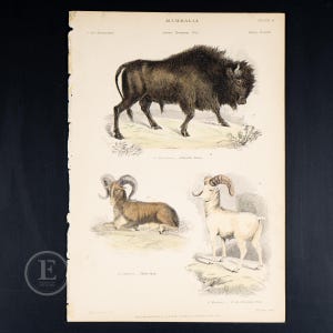 1859 MAMMALS:  American Bison, Thibet Sheep, Rocky Mountain Sheep - Hard to find &quot;The Museum of Natural History&quot;  HAND COLORED!