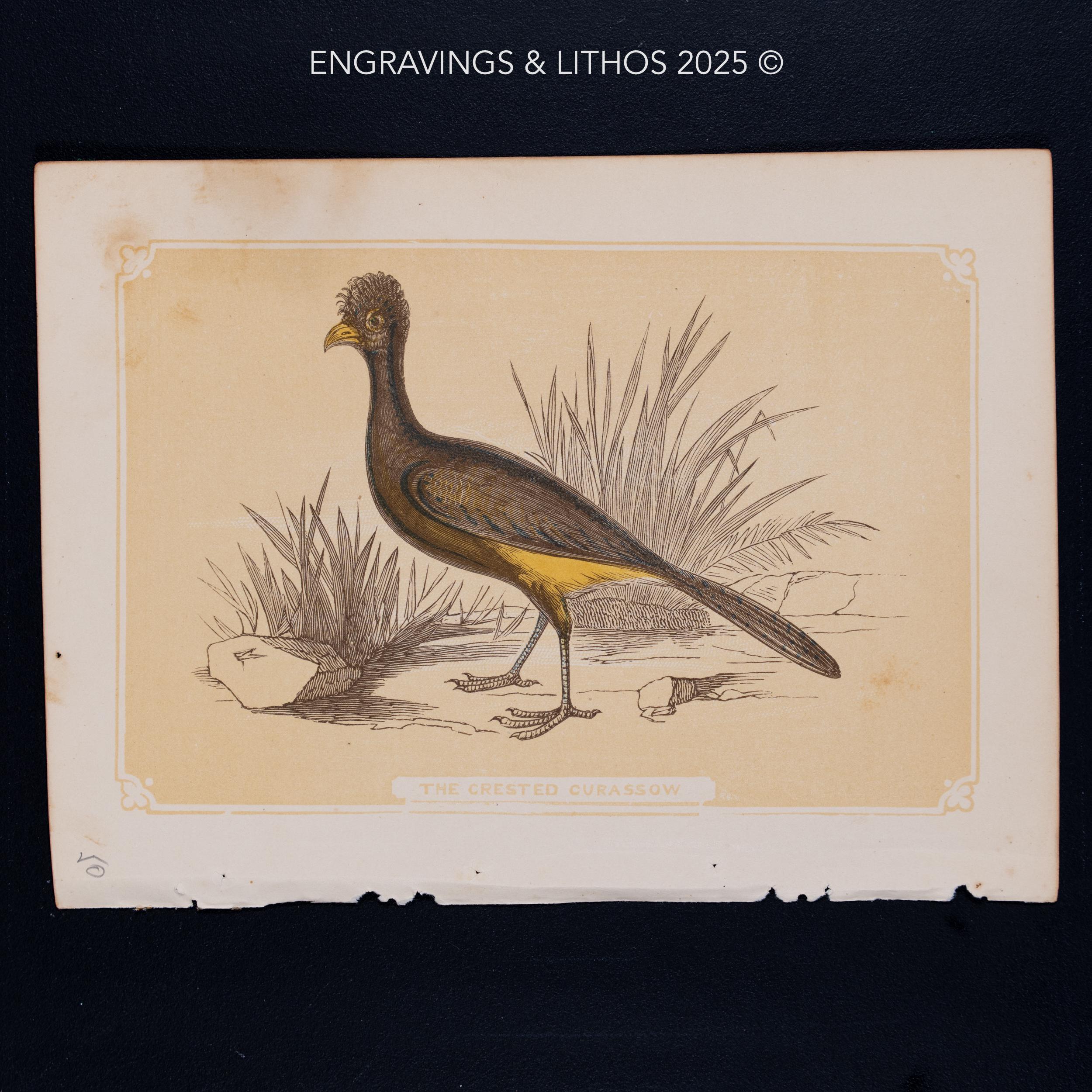 1851年 カンムリホウボウ – アンティーク・リトグラフ – オリジナル