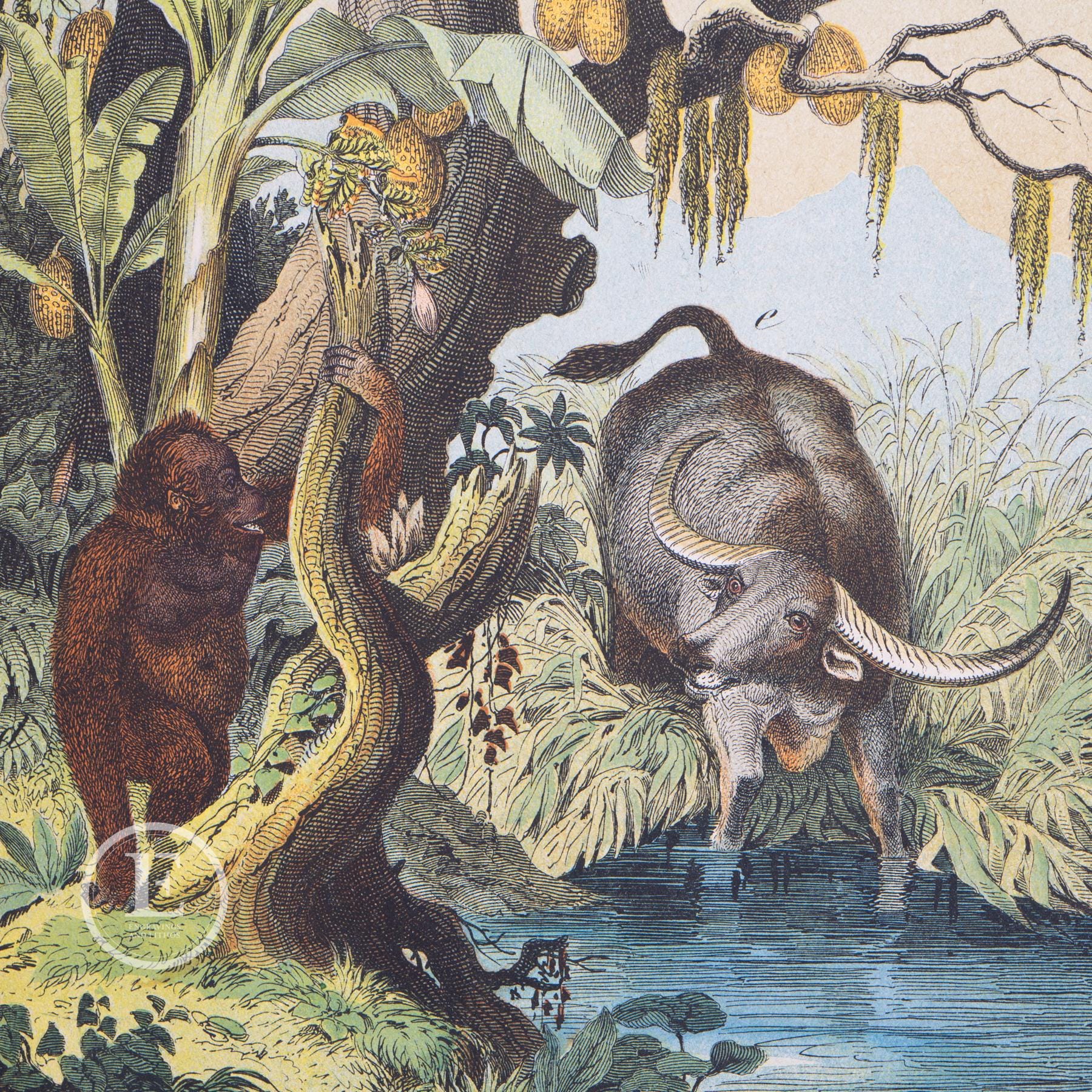 Munding 1876 Sunda Islands: Water Buffalo, Orangutan/breadfruit and Banana ...