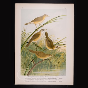 Warbler Birds  - Big chromolithographed antique Ornithology Print Naumann 1897 (11 x 15 inches)