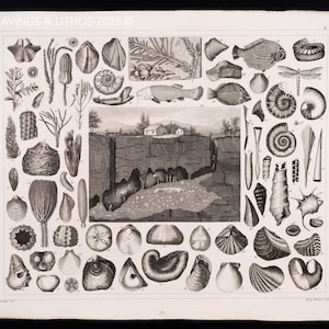 1849 FOSSILEN und GEOLOGISCHE SCHRIFTARTEN – Antiker Kupferstich – Originaler deutscher Enzyklopädie-Druck, Meerestiere, viktorianischer Dekor - Selten!