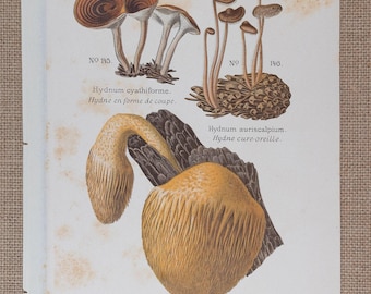 May include: A vintage botanical print featuring three mushroom species with text labels: No 145 Hydnum cyathiforme, No 146 Hydnum auriscalpium, and No 147 Hydnum erinaceum. The illustration displays detailed brown and yellow fungi on paper.