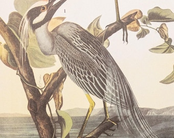 1937 - Yellow-Crowned Night Heron and Dowitcher – Vintage Audubon Bird Print