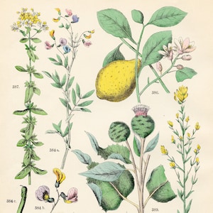 Orobus-seed liverwort, dyer’s broom, lemon, St. John’s wort, silver thistle, burdock original plate from &quot;Pflanzen-Atlas - Carl Hofman 1883