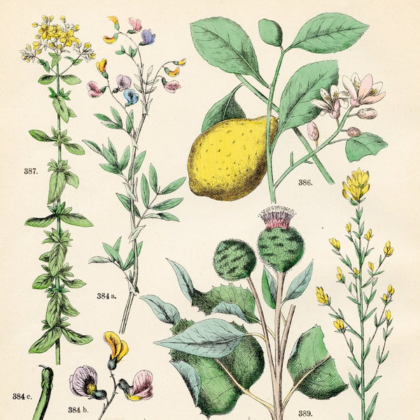 Orobus-seed liverwort, dyer’s broom, lemon, St. John’s wort, silver thistle, burdock original plate from "Pflanzen-Atlas - Carl Hofman 1883