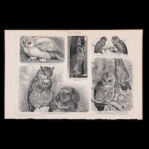 OWLS: Snowy, Eurasian eagle, Barn, Tawny, Long-eared Owl - Rare chromolithograph plate from Brockhaus&#39; Conversations-Lexikon 1898