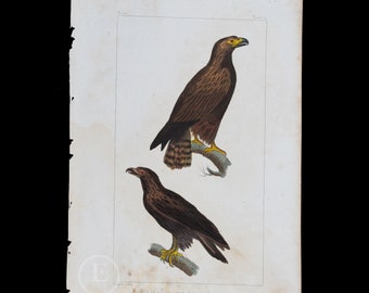 Great Eagle and Common Eagle / Authentic Steel engraving from Oeuvres de Buffon 1829 - Hand colored!