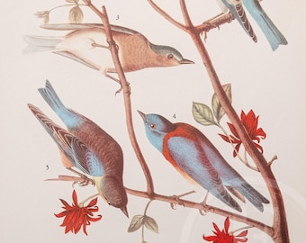 Audubon Print, Warbler And Bluebirds, Fringillids | Vintage Folio | 8.75 X 12 Inches