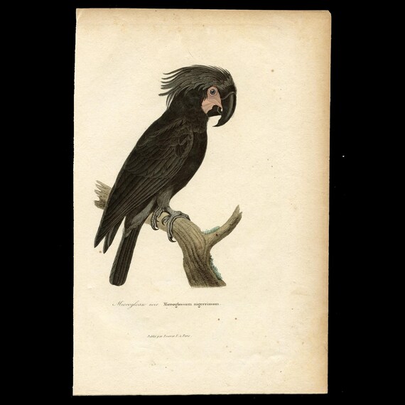1838  BLACK PALM COCKATOO - Hand-Colored Engraving from Complements de Buffon par P. Lesson