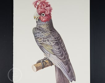 May include: A detailed illustration of a grey and pink cockatoo perched on a branch. The bird has a distinctive red and pink crest and a grey body with black markings.