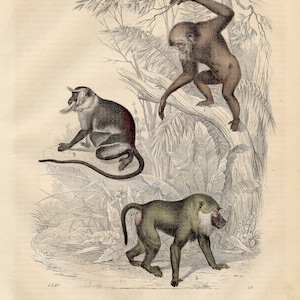 Op de afbeelding: Een illustratie van drie apen in een jungle-omgeving. De apen zijn afgebeeld in een realistische stijl met gedetailleerde kenmerken. De aap links is bruin met een wit gezicht, de aap in het midden is bruin en zwart, en de aap rechts is groen met een witte baard.