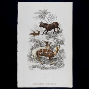 Puede incluir: Grabado antiguo que representa varias especies de antílopes en un entorno natural. La ilustración muestra una variedad de animales, incluyendo un antílope marrón con grandes cuernos, y otros con marcas distintivas. El grabado está sobre papel envejecido.
