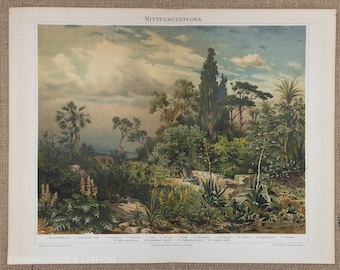 Mediterranean flora - Original color lithography from Meyers Lexikon 1897