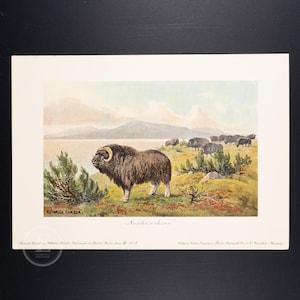 Bœufs musqués de 1911 dans la toundra allemande à l&#39;époque glaciaire - Original de Tiere der Urwelt - (Créatures du monde primitif - Série 3)
