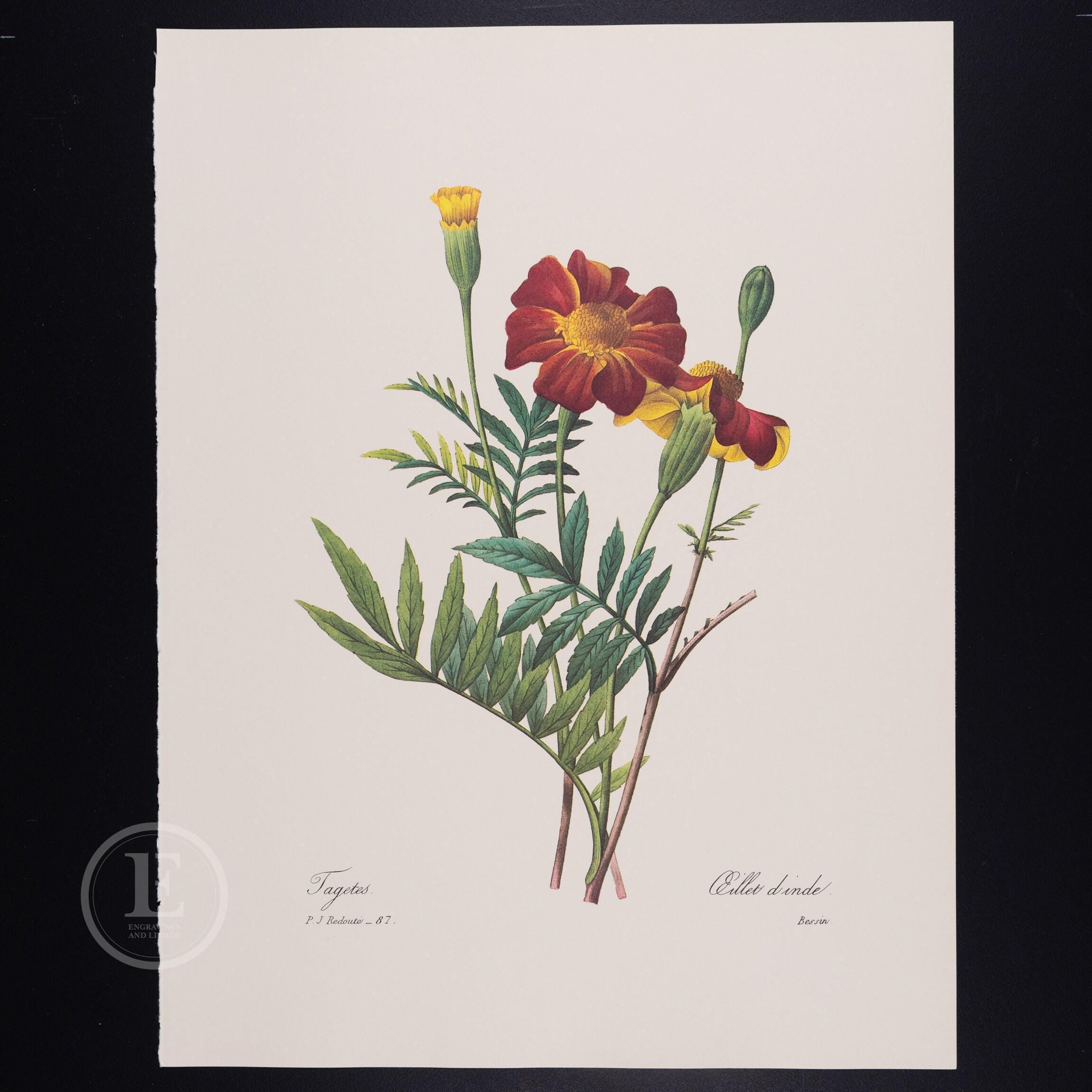 フレンチマリーゴールド - ピエール・ルドゥーテ作「花と果実」 - 1980