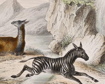 May include: A vintage-style illustration featuring a brown llama resting on the left and a black and white striped zebra running across the foreground. The background depicts a rocky landscape with a mountain and a cliffside near water.
