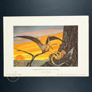 May include: A vintage illustration of a Pterodactyl, a flying reptile, with a sunset in the background. The Pterodactyl is perched on a branch with its young in a nest below. The illustration is titled "Platterdichte Nyctodactylus Gracilis" and "Fossiele Nachbildung".