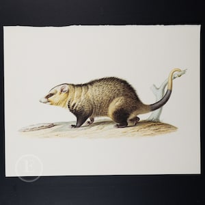 1970 VIRGINIAN OPOSSUM - Vintage lithograph   Print of Larousse Animals - Buy 1 get 1 free from this collection!
