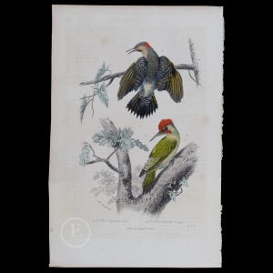 May include: A vintage illustration of two woodpeckers perched on a tree branch. The top bird is a red-headed woodpecker with black and white markings. The bottom bird is a green woodpecker with a red head and a green body.