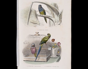 Mouse parakeet, mustached parakeet, rose-collared parakeet / Hand-colored plate from "Ouvres Complete de Buffon" 1866