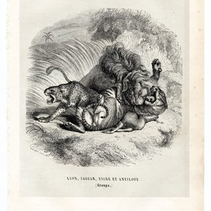 1855 LÖWE, JAGUAR, TIGER im Kampf um ein Reh - Original handkolorierte Lithographie aus Paul Gervais’ Naturgeschichte der Säugethiere