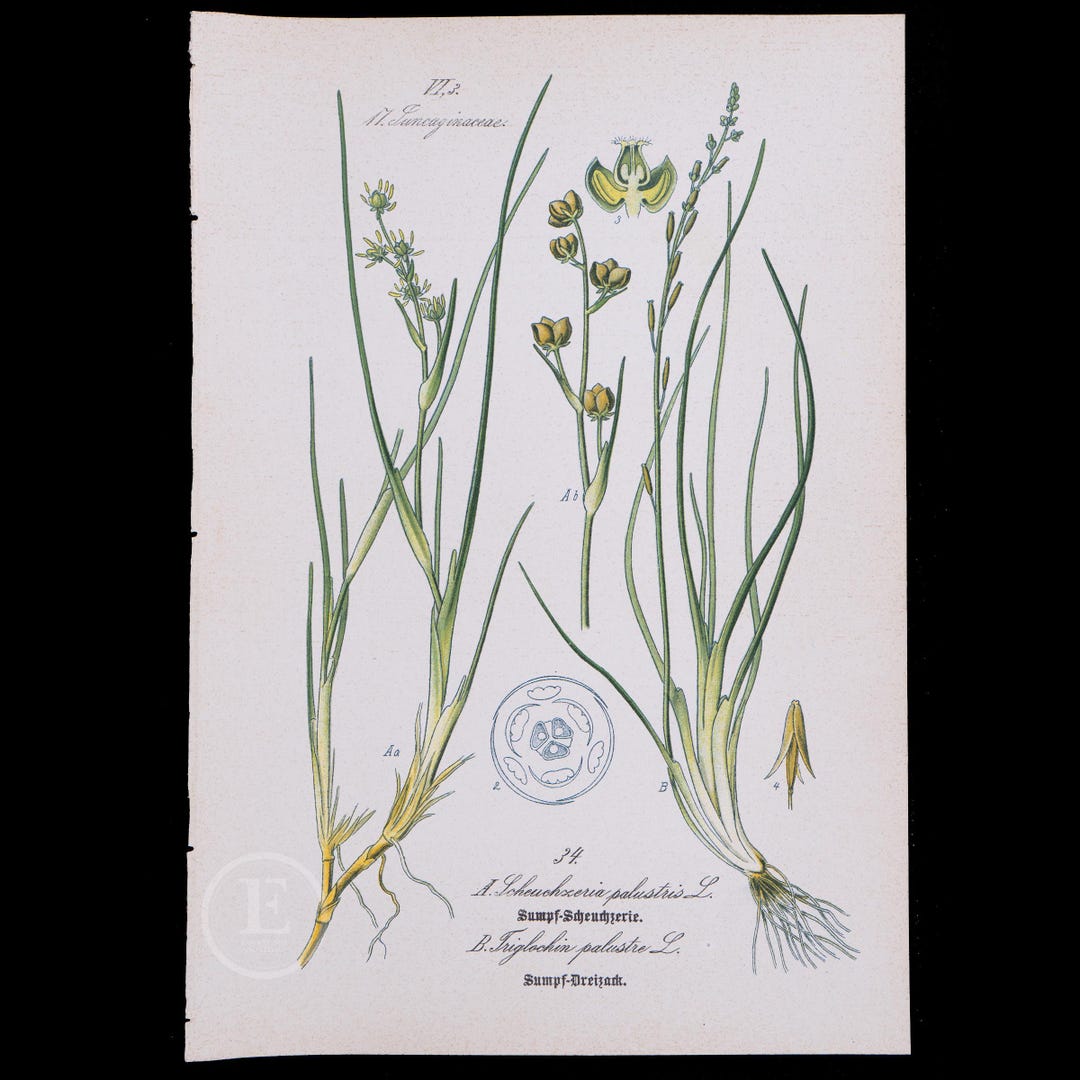1886 RANNOCH-RUSH and Marsh Arrowgrassd - Flora of Germany