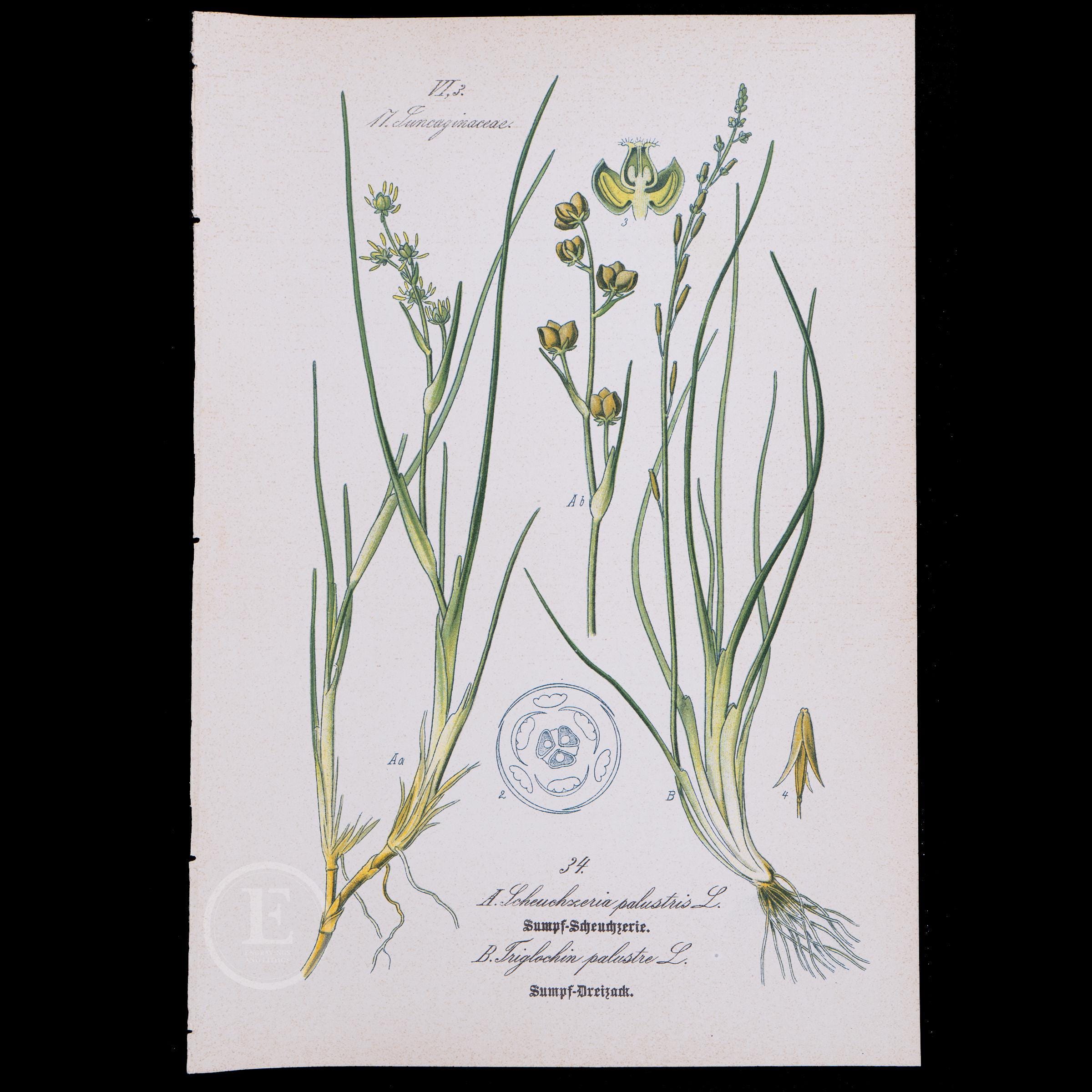 超レア洋書 #4 1810-1850. Schellings Werke. 1886 RANNOCH-RUSH and Marsh Arrowgrassd - Flora of Germany