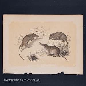 1851 SHREW, FIELD and Common RATS – Antique Lithograph – Original The Natural History of the Sacred Scriptures, and Guide to General Zoology