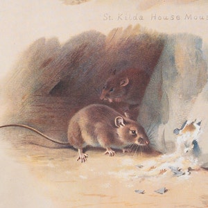 St Kilda house mouse and common mouse - Vintage print from the book &quot;British Mammals&quot; A. Thornburn, Vol. 2 - 1921