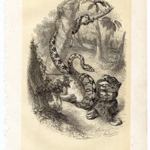 Jaguar luchando contra una anaconda (1855) - Litografía original coloreada a mano de la obra "Historia natural de los mamíferos" de Paul Gervais.