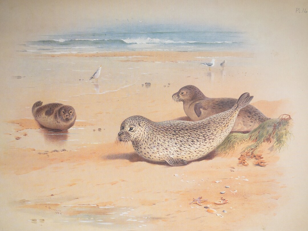 Common Seal - Vintage Print From the Book "british Mammals" A ...