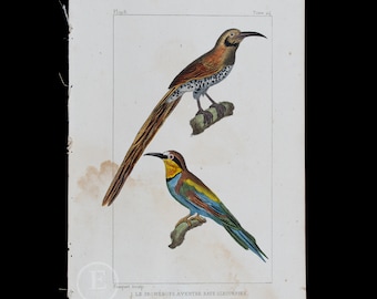 Cape Sugarbird and Bee-eater Bird / Authentic Steel engraving from Oeuvres de Buffon 1829 - Hand colored!