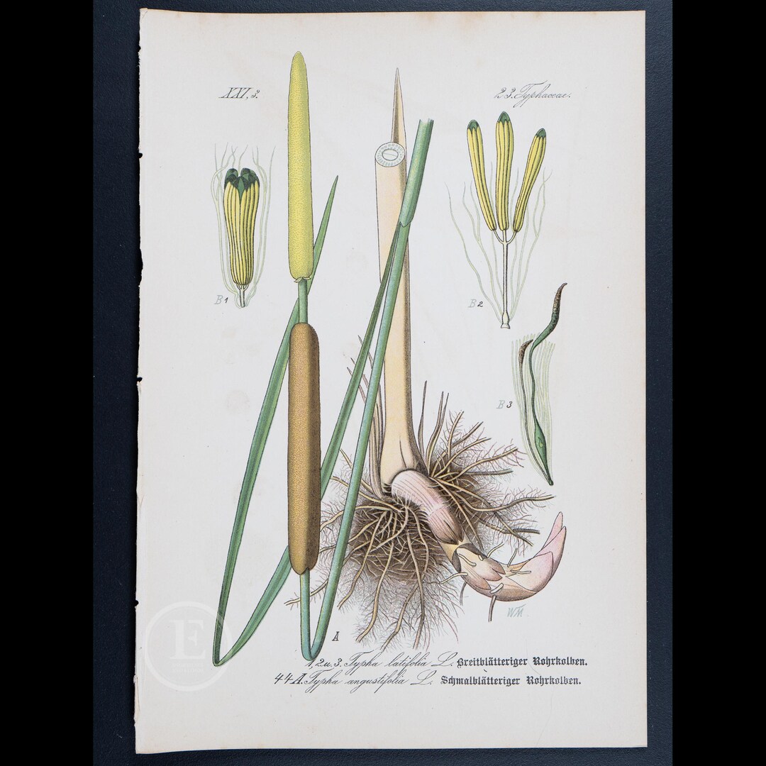 1886 CATTAIL: NARROWLEAF and Broadleafd - Flora of Germany