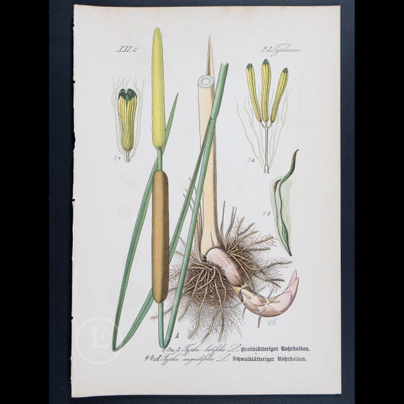 1886 CATTAIL: NARROWLEAF and Broadleafd - Flora of Germany