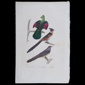 May include: A vintage illustration depicting three birds. The uppermost bird is green with a red breast and a long tail. The middle bird is brown with a black head and a long tail. The bottom bird is grey with a long tail. The birds are perched on branches.