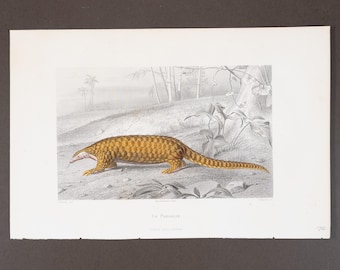 PANGOLIN DE 1853 – Grabado en acero coloreado a mano con acabado de goma arábiga de Oeuvres de Buffon – ¡Escaso!