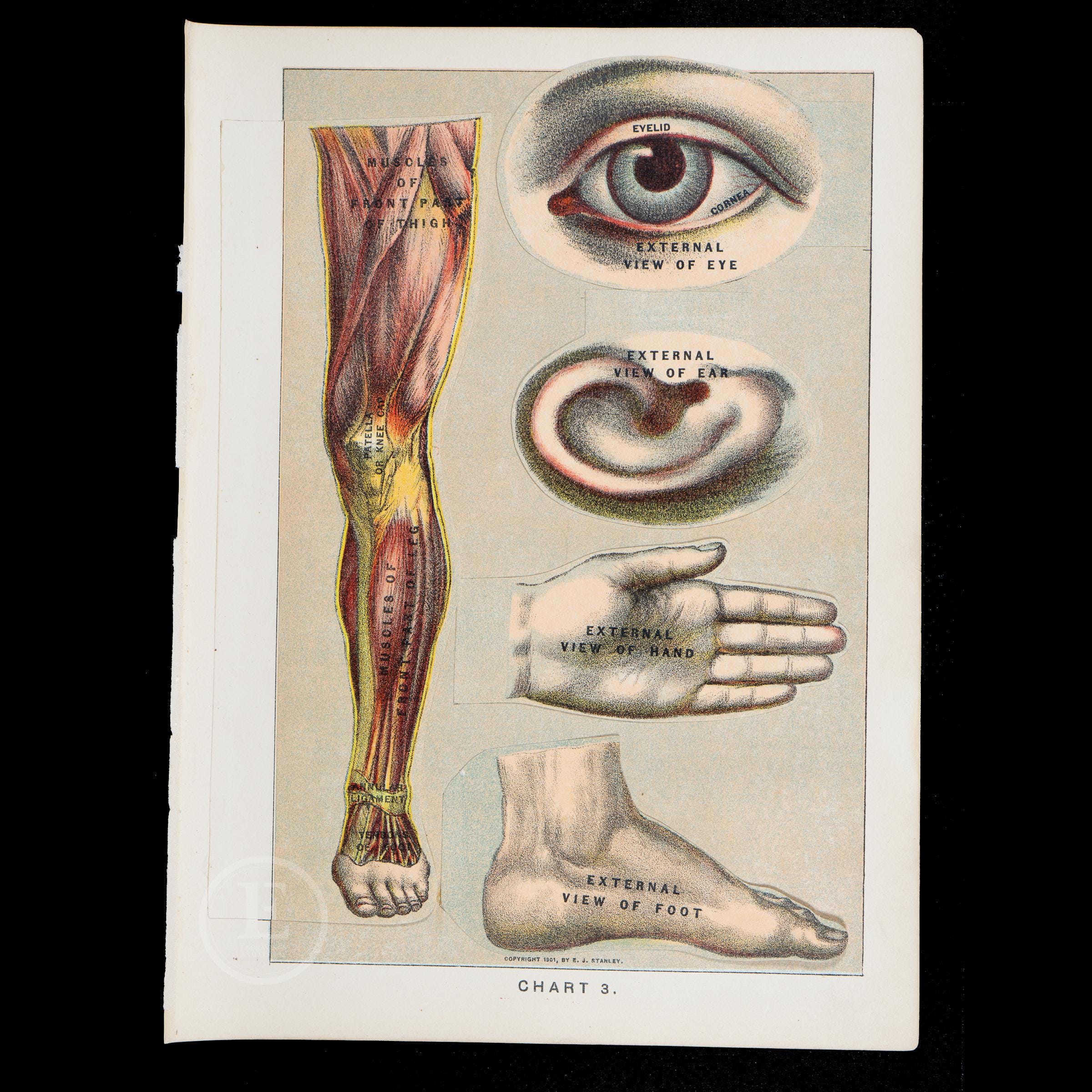 1901 EYE, LEG, HAND - Interactive Human Anatomy - Original Lithograph ...