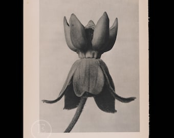 ORIGINAL PHOTOGRAVURE BOTANICAL -  Common Milkweed - Oriental Poppy   by Karl Blossfeldt from 1935 -  printed on both sides