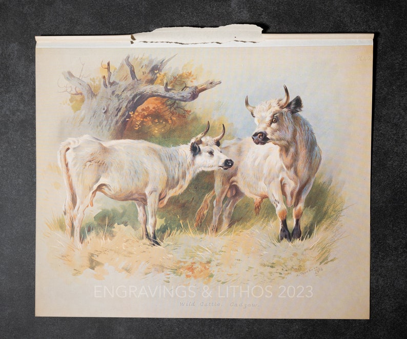 Wild Cattle Cadzow - Vintage Print From the Book "british Mammals" A ...