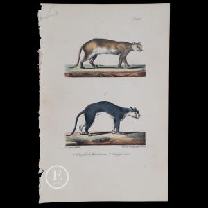 1833  /  COUGARS: PENNSYLVANIA and BLACK - Authentic steel engraving from Oeuvres Completes de Buffon  - Hand colored!