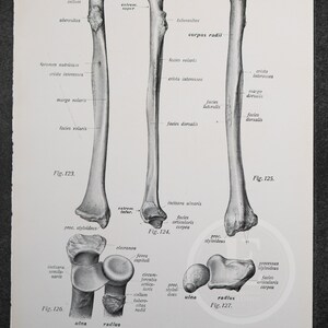 1926 Hand Bones and Carpal – Vintage Human Anatomy Medical Print - Etsy