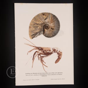 May include: A vintage-style print on off-white paper featuring a detailed illustration of a spiral ammonite fossil in brown and gold tones above a brown ink drawing of a crustacean. Text at the bottom reads: Darstellung eines Ammoniten und eines fossilen Krebses aus der Mitte des 18. Jahrhunderts Nach G. W. Knorr Sammlung von Merkwürdigkeiten der Natur und Altertümern des Erdbodens Nürnberg 1755.