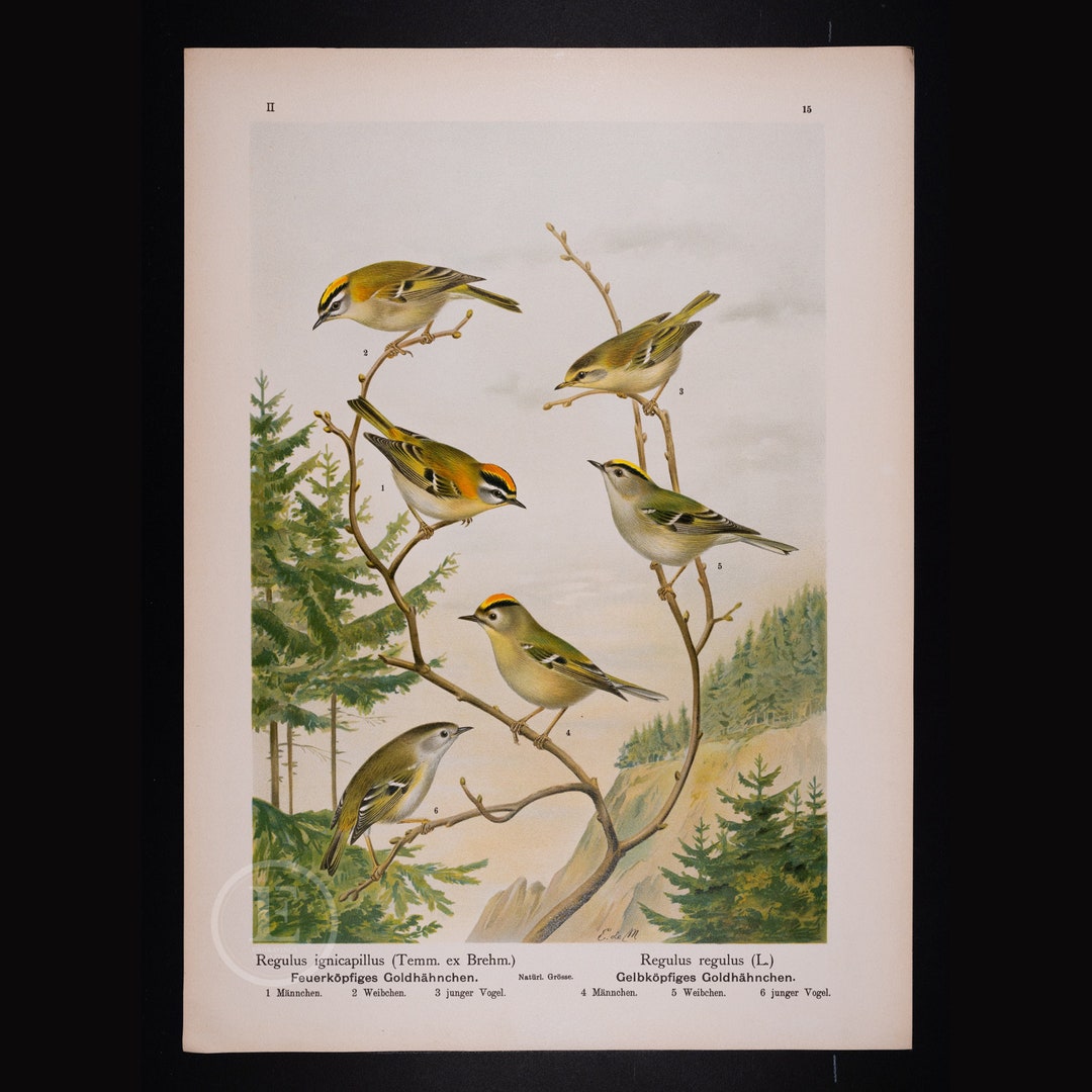 1897-firecrest-and-goldcrest-male-female-and-young-birds-naumann